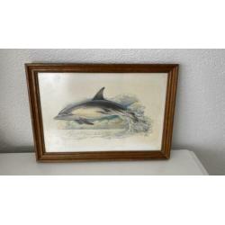 Ohne Sokse -aquarel tekening DOLFIJN ingelijst- vintage