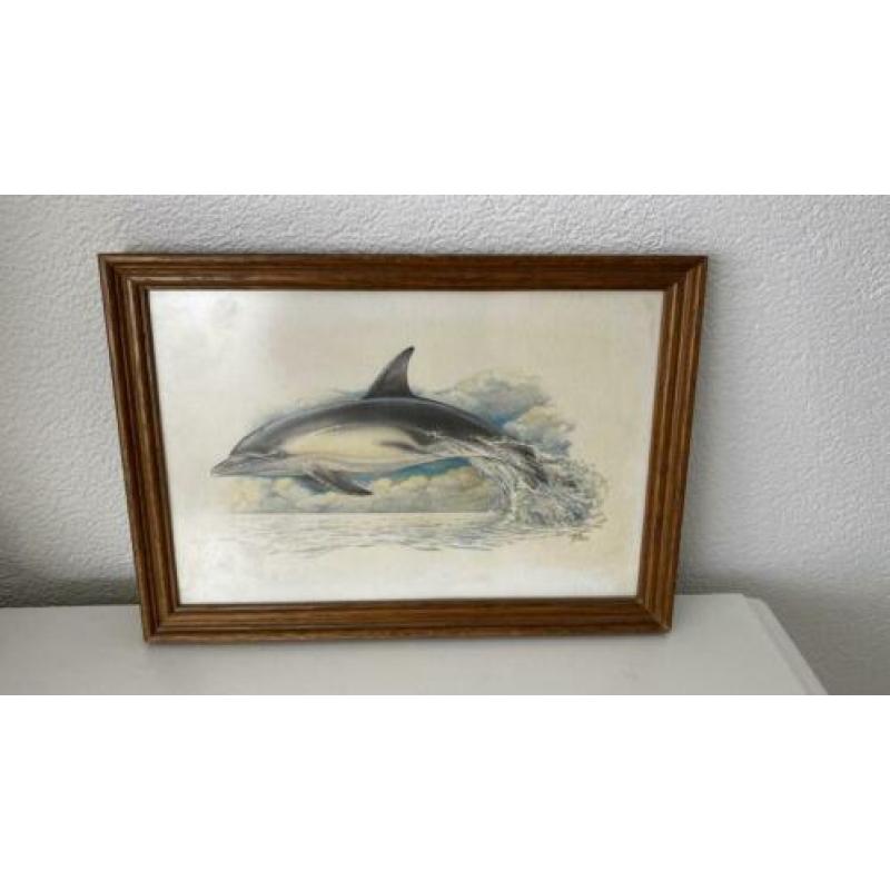 Ohne Sokse -aquarel tekening DOLFIJN ingelijst- vintage