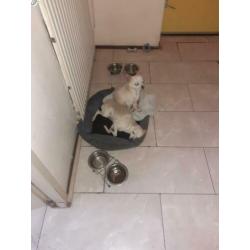 Honden Chihuahua