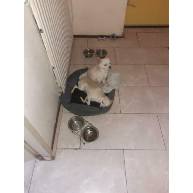 Honden Chihuahua