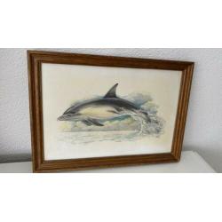 Ohne Sokse -aquarel tekening DOLFIJN ingelijst- vintage