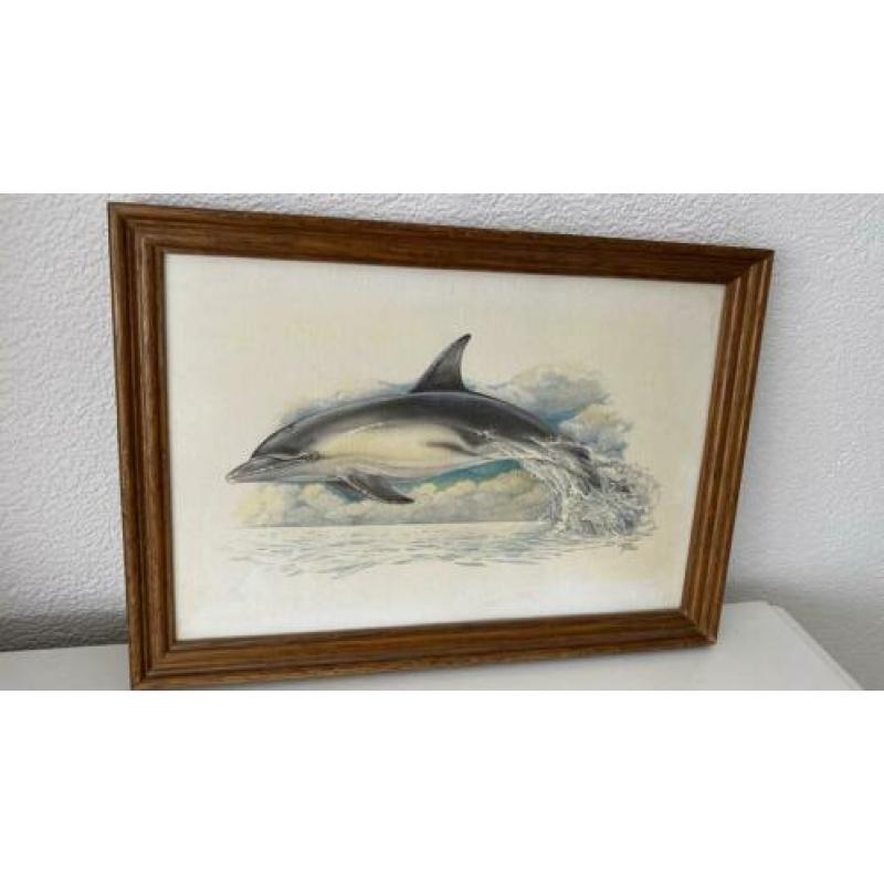 Ohne Sokse -aquarel tekening DOLFIJN ingelijst- vintage