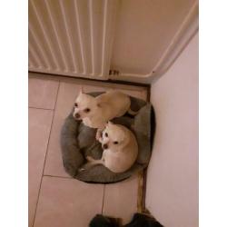 Honden Chihuahua