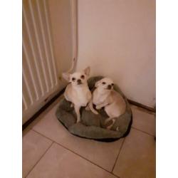 Honden Chihuahua