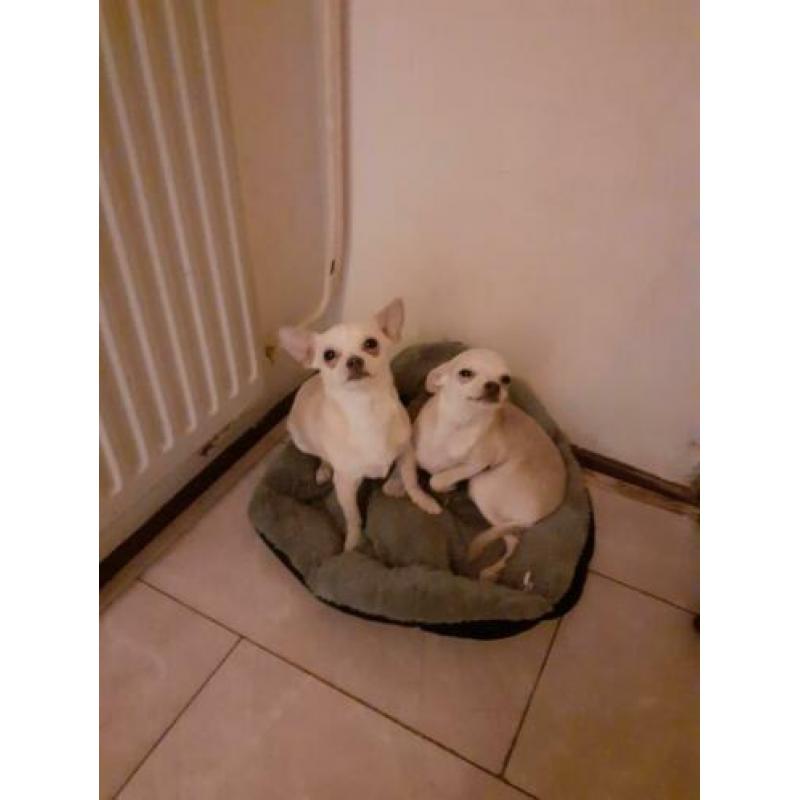 Honden Chihuahua
