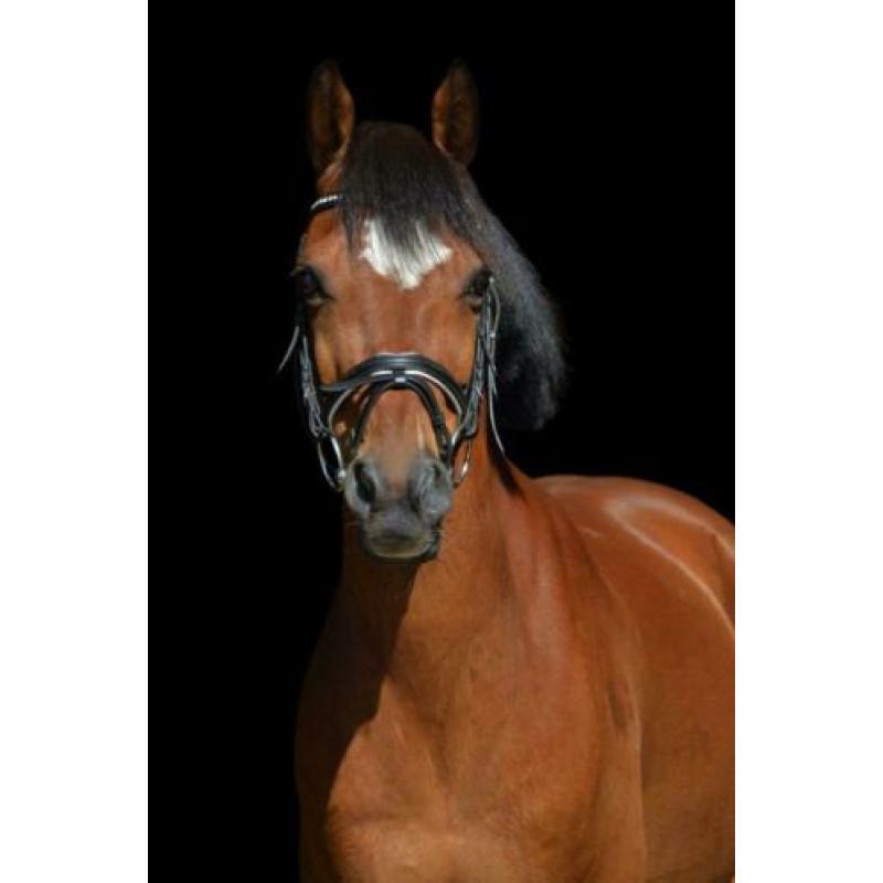 Z dressuur D pony