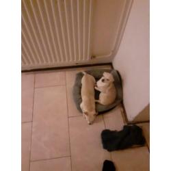 Honden Chihuahua