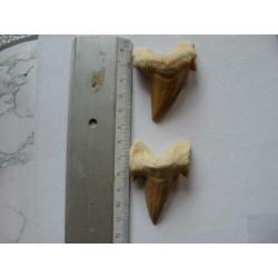 Haaientanden uit atlasgebergte marokko