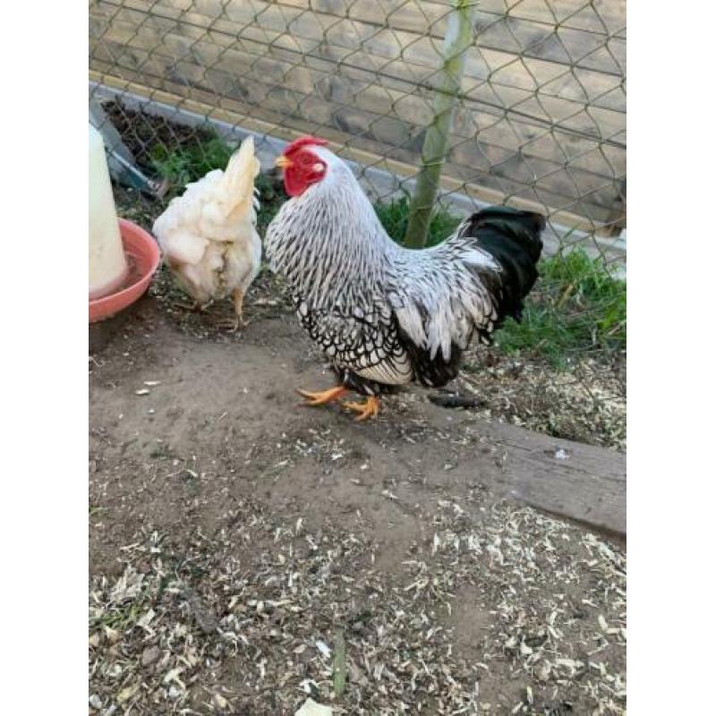 Wyandotte zilver zwart gezoomd