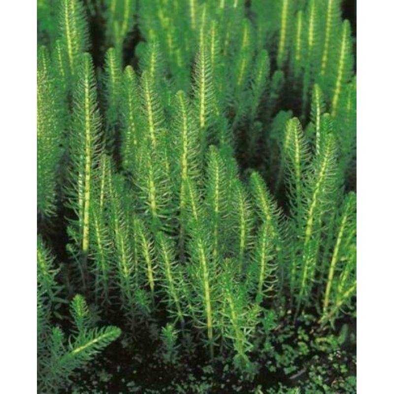 waterplanten / vijverplanten, nu ook moeras/ oever planten!
