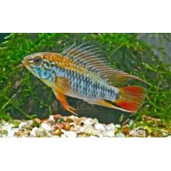 Apistogramma macmasteri Red Shoulder