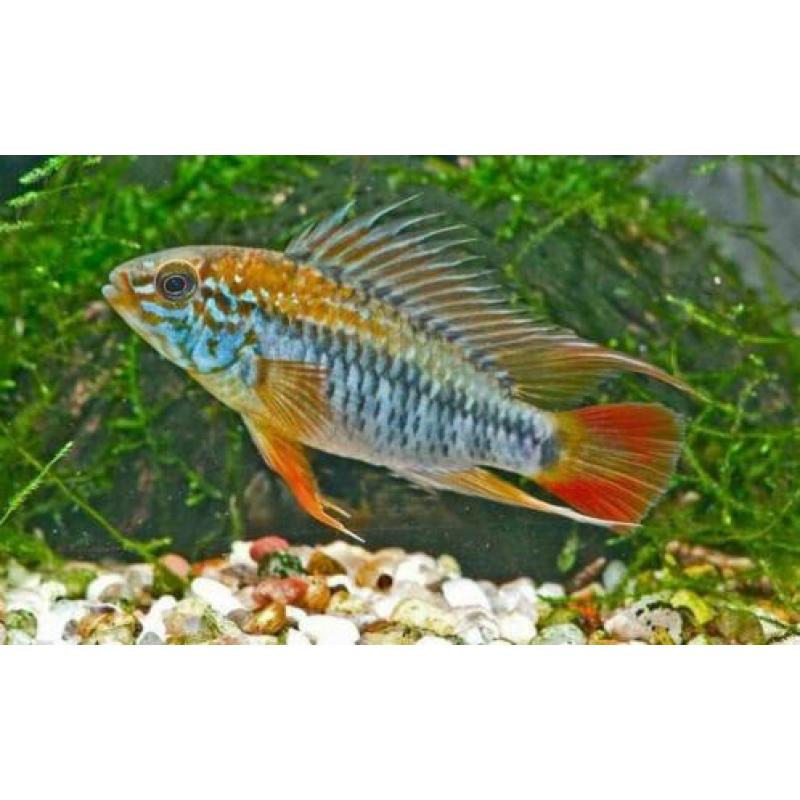 Apistogramma macmasteri Red Shoulder