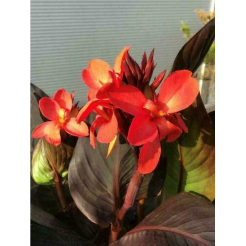 waterplanten / vijverplanten, nu ook moeras/ oever planten!