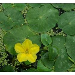 waterplanten / vijverplanten, nu ook moeras/ oever planten!