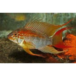 Apistogramma macmasteri Red Shoulder