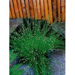 waterplanten / vijverplanten, nu ook moeras/ oever planten!