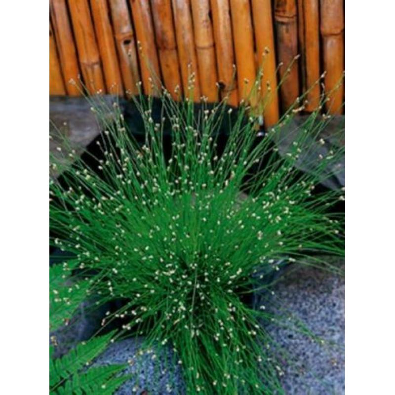 waterplanten / vijverplanten, nu ook moeras/ oever planten!