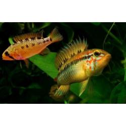 Apistogramma macmasteri Red Shoulder