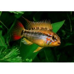 Apistogramma macmasteri Red Shoulder