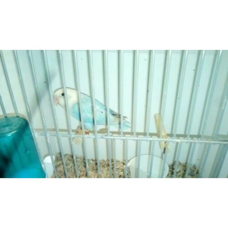 Mooie blauwe Dilute man te koop.