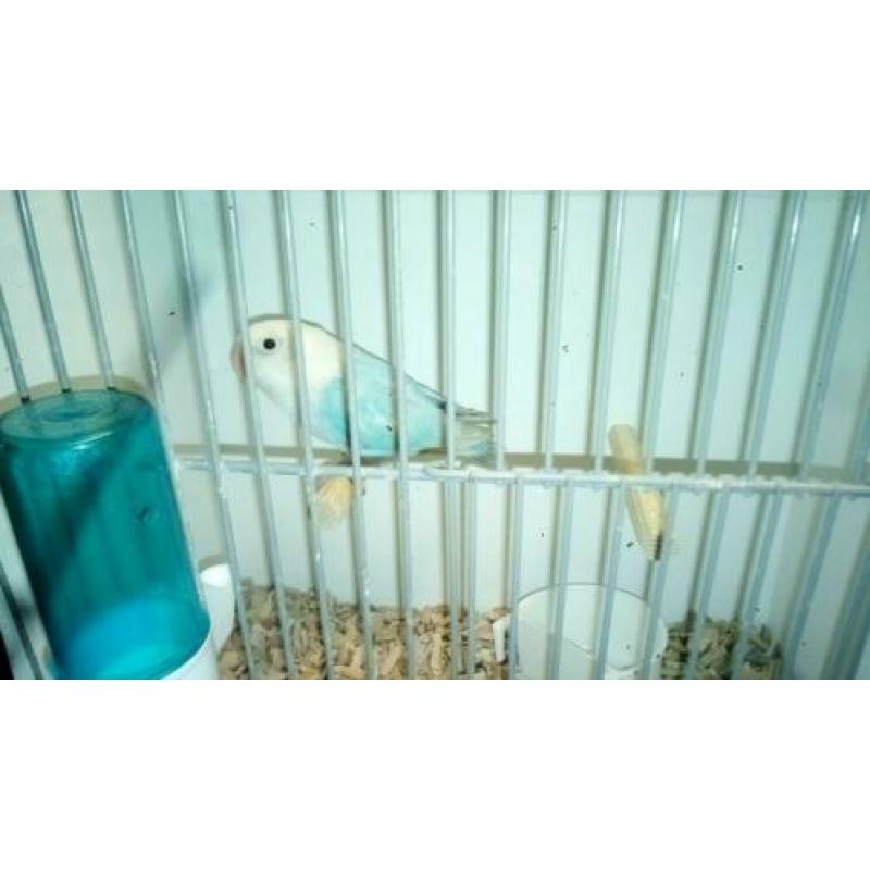 Mooie blauwe Dilute man te koop.
