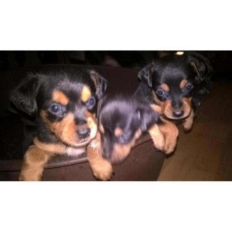 Kruizing dwergpincher pups mogen het nest verlaten