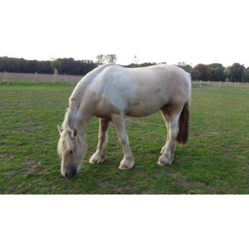 Irish cob / tinker palomino te koop
