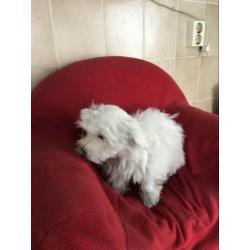Malteser