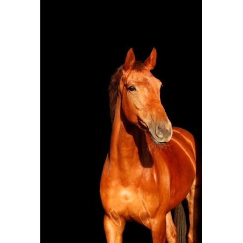 8 jr merrie. V. Zizi Top X Belisar. Drachtig Daily Daimond