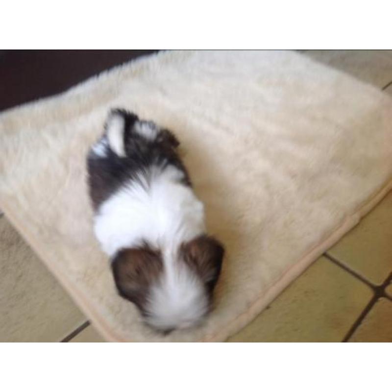 Shih tzu pups