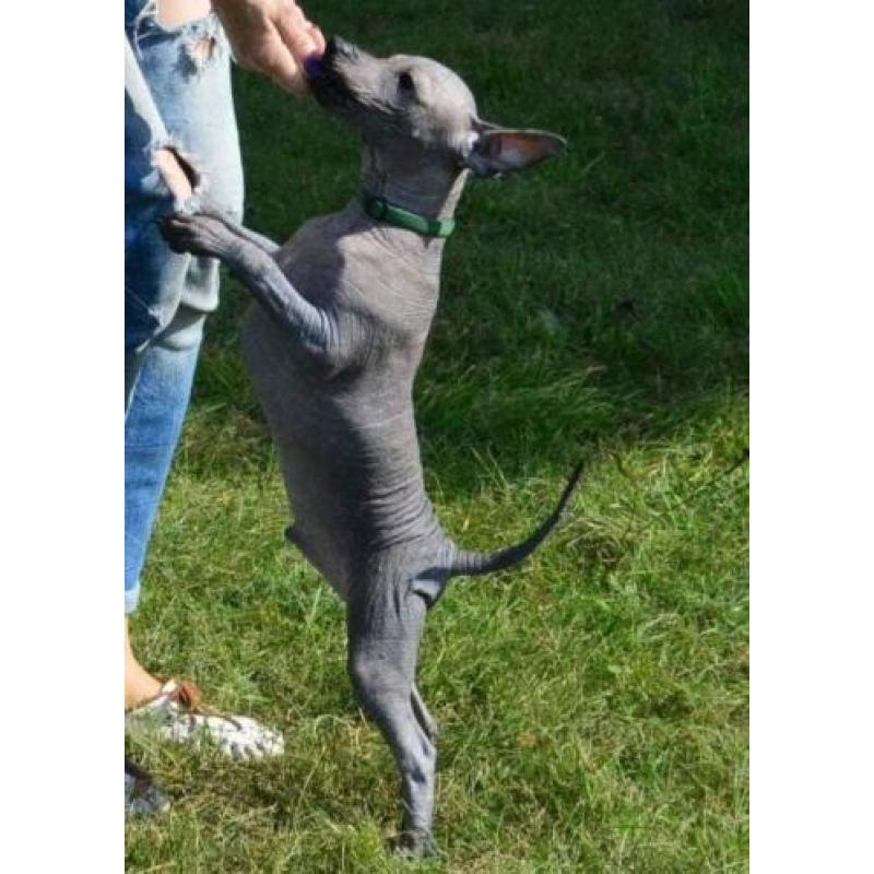 Te koop: Xoloitzcuintle Mexicaanse naakthond puppy's