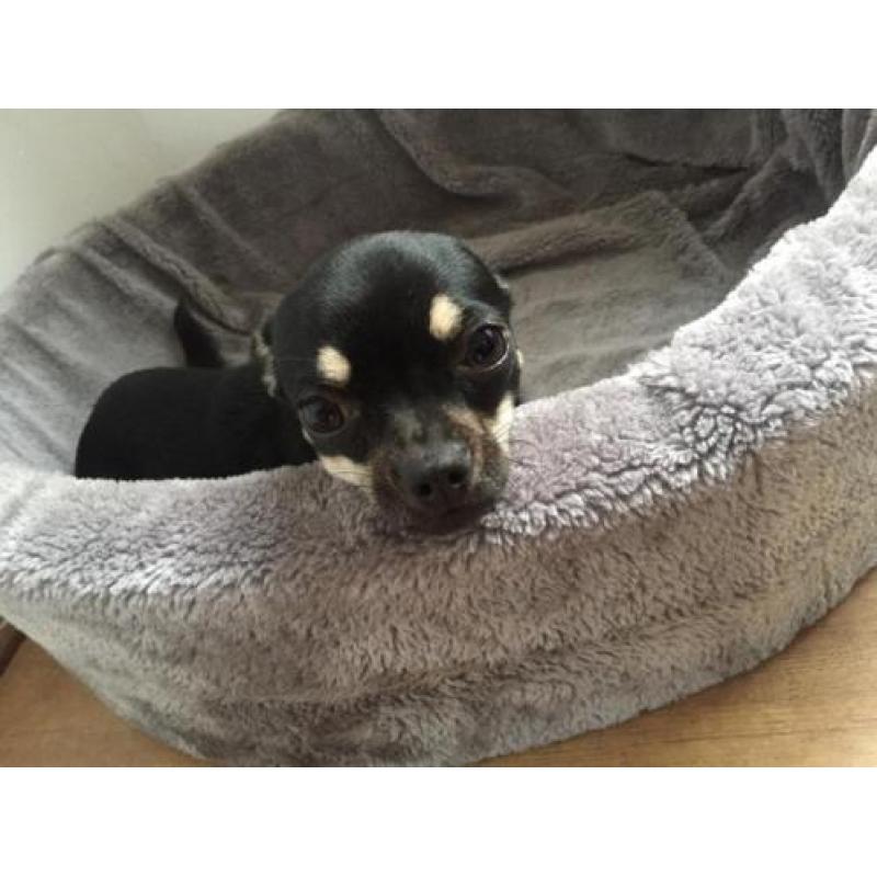 Chihuahua teefje