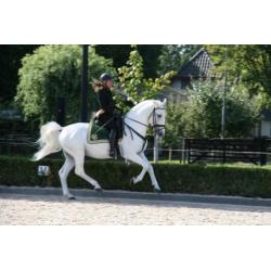 Opvallend LIPIZZANER hengstveulen uit kampioensmerrie