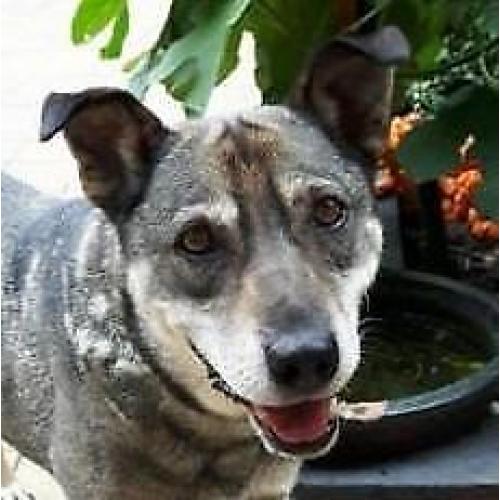Noushka (9jr) zou graag verhuizen