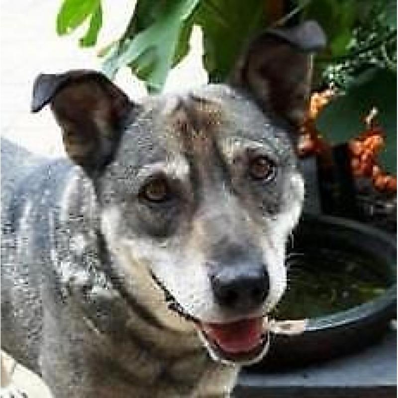 Noushka (9jr) zou graag verhuizen
