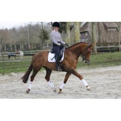 8 jr merrie. V. Zizi Top X Belisar. Drachtig Daily Daimond