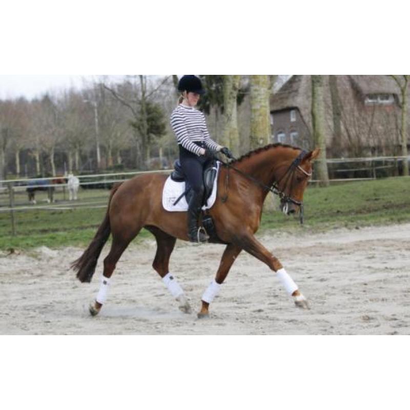 8 jr merrie. V. Zizi Top X Belisar. Drachtig Daily Daimond