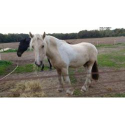 Irish cob / tinker palomino te koop