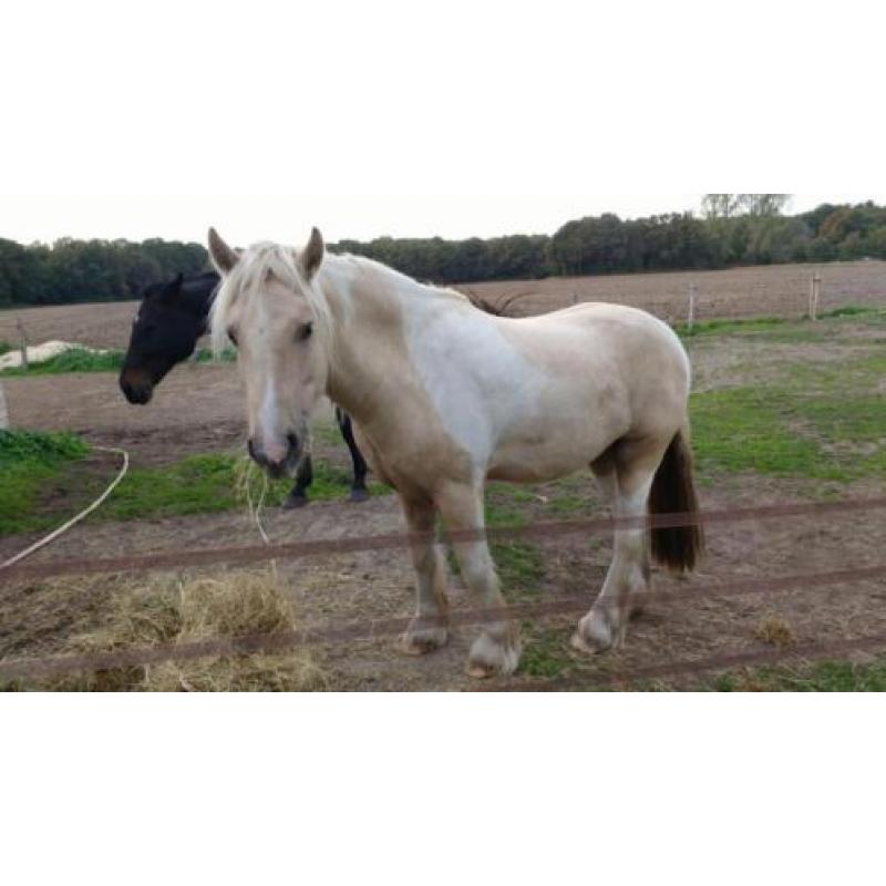 Irish cob / tinker palomino te koop