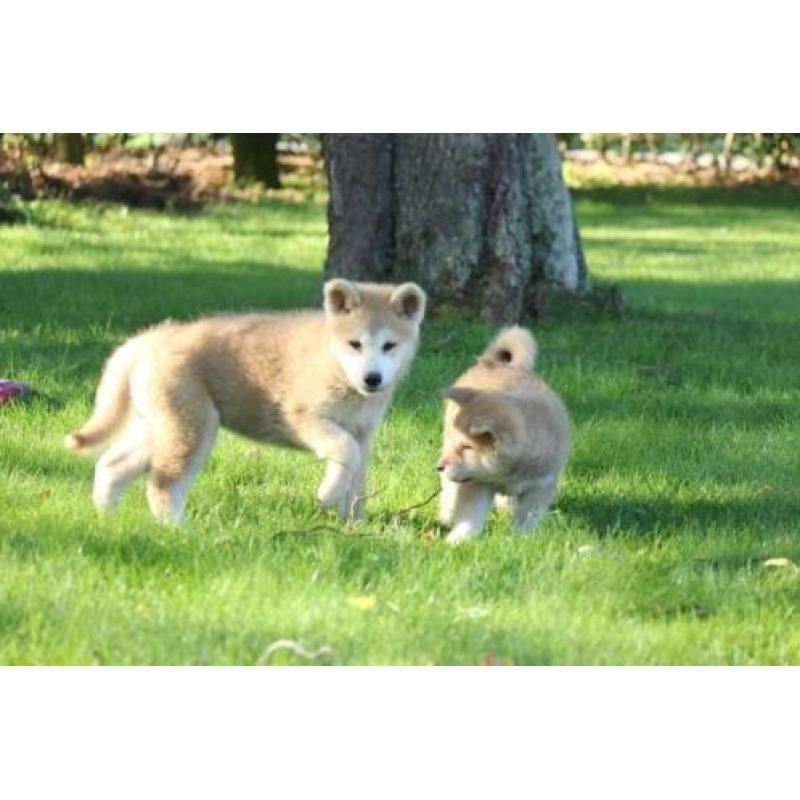 akita inu pups