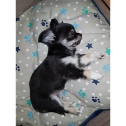 Chihuahua pup kijk snel ik mag weg