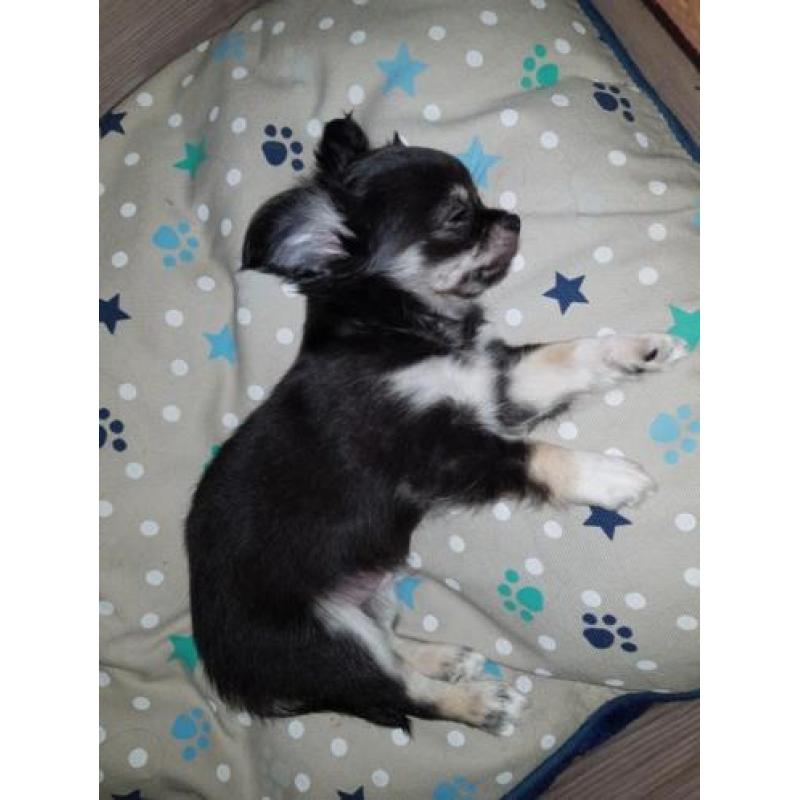 Chihuahua pup kijk snel ik mag weg