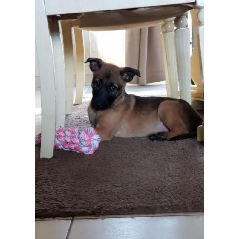 Leuke vrije, ondeugende Mechelse herder pups!!