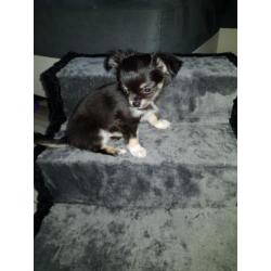 Chihuahua pup kijk snel ik mag weg
