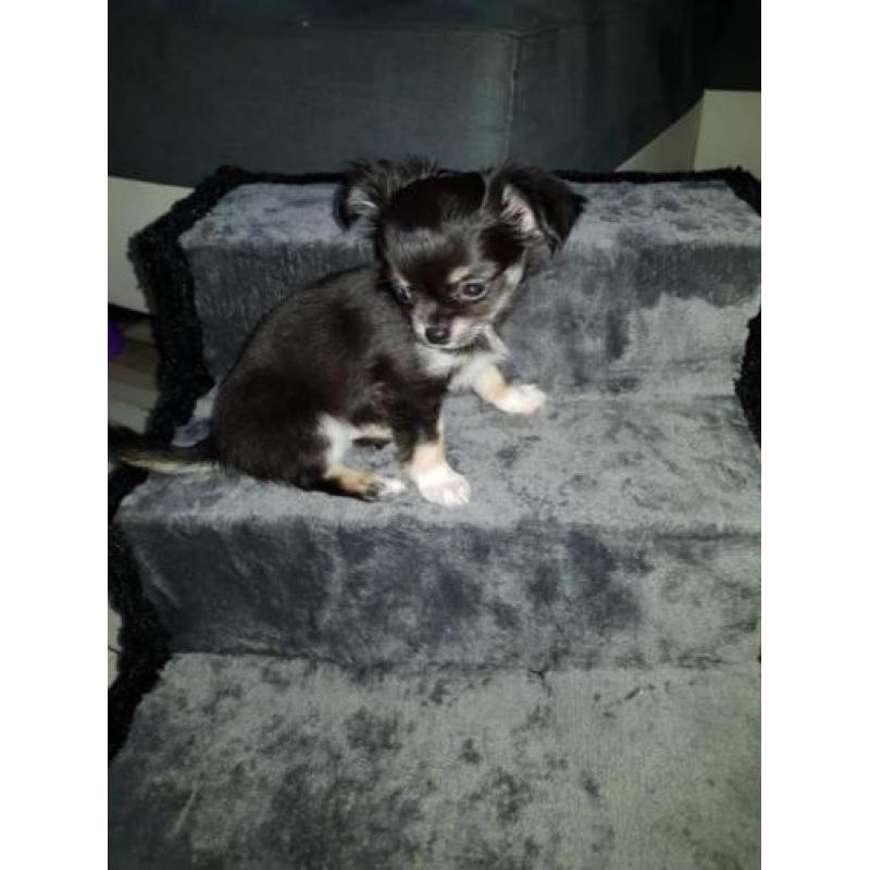Chihuahua pup kijk snel ik mag weg