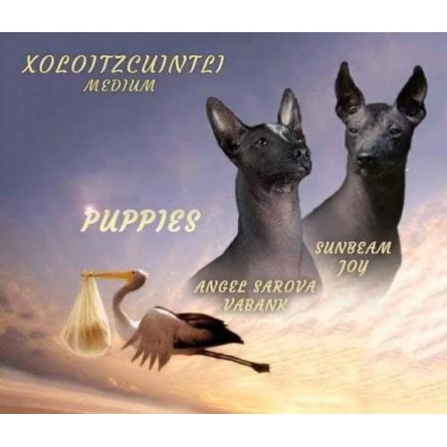 Te koop: Xoloitzcuintle Mexicaanse naakthond puppy's
