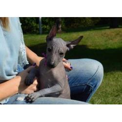 Te koop: Xoloitzcuintle Mexicaanse naakthond puppy's