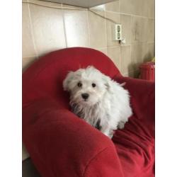 Malteser