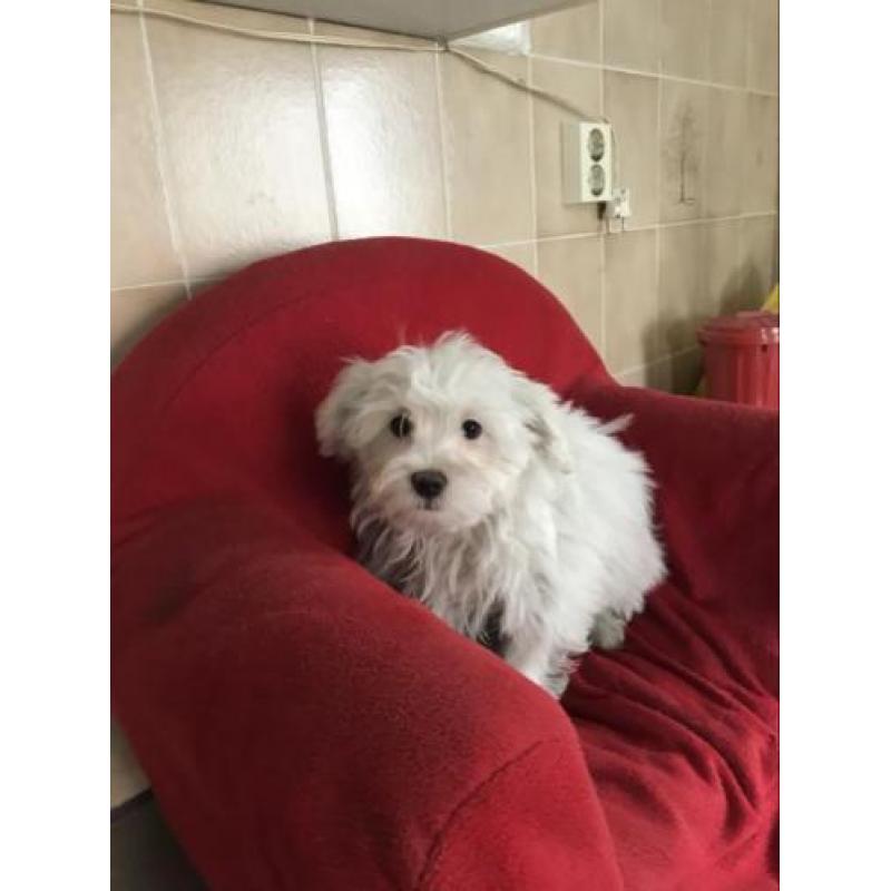 Malteser