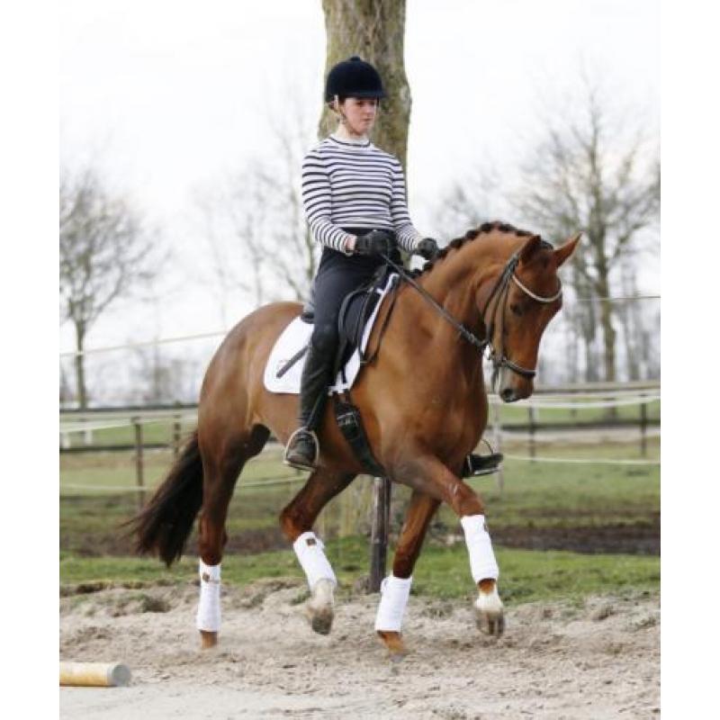8 jr merrie. V. Zizi Top X Belisar. Drachtig Daily Daimond